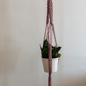 Ampel - Rebecca
